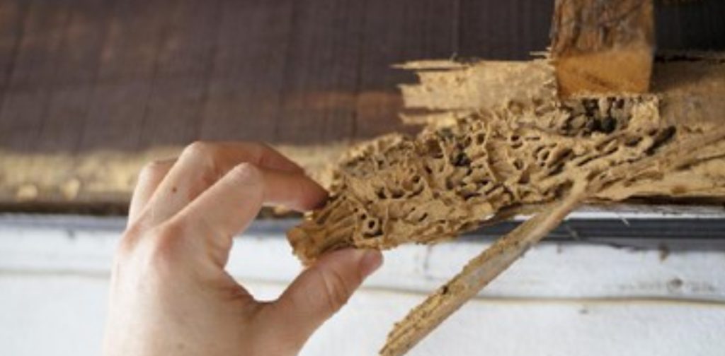 5 Cara Mengatasi Rayap di Rumah dengan Mudah