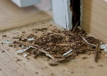 5 Cara Mengatasi Rayap di Rumah dengan Mudah