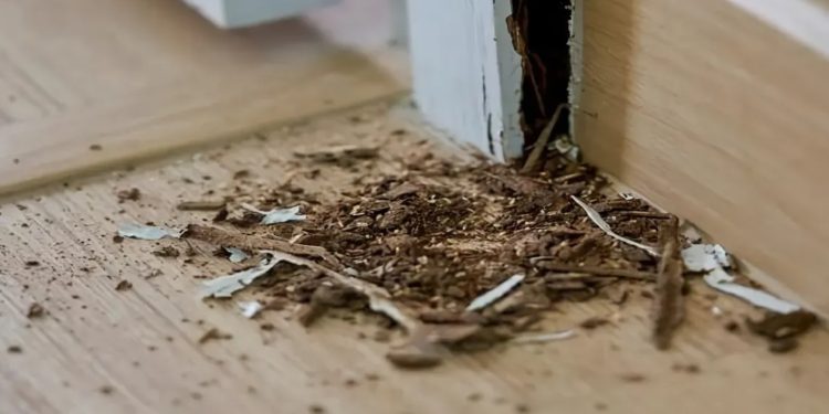 5 Cara Mengatasi Rayap di Rumah dengan Mudah