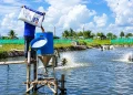 Automatic Feeder vs Tebar Manual: Hitung Untung Ruginya untuk Vaname