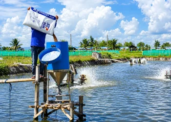 Automatic Feeder vs Tebar Manual: Hitung Untung Ruginya untuk Vaname